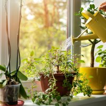 Bringing Your Garden Indoors