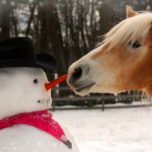 Enjoying The Winter With Your Horse